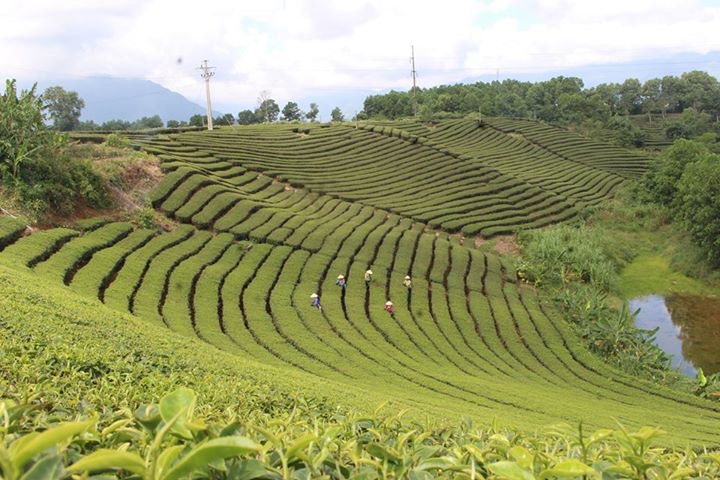 Mô hình trồng chè chất lượng cao tại xã Quảng Long
