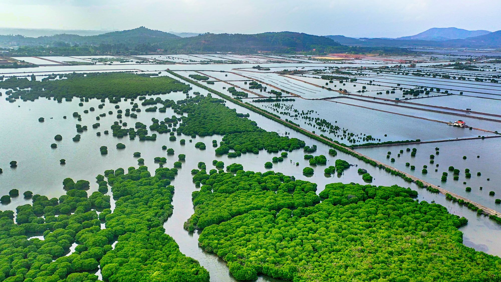 Khám Phá Vẻ Đẹp Sinh Thái Tại Rừng Ngập Mặn Quảng Ninh Cùng Du Lịch Hải Hà