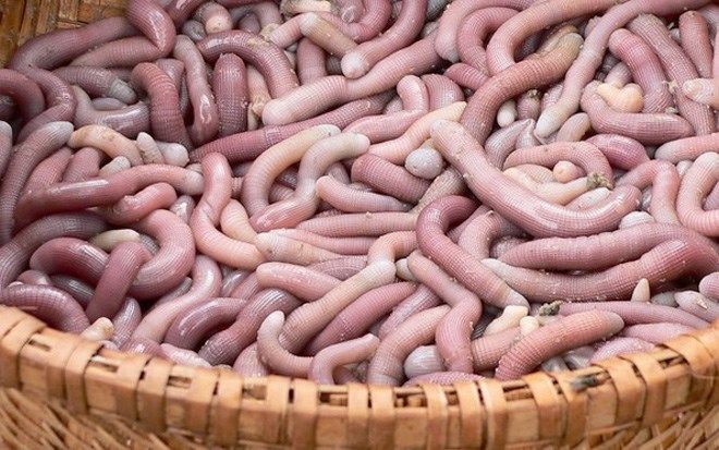 Khám Phá Đặc Sản Ruốc Sá Sùng Vân Đồn Cùng Du Lịch Hải Hà
