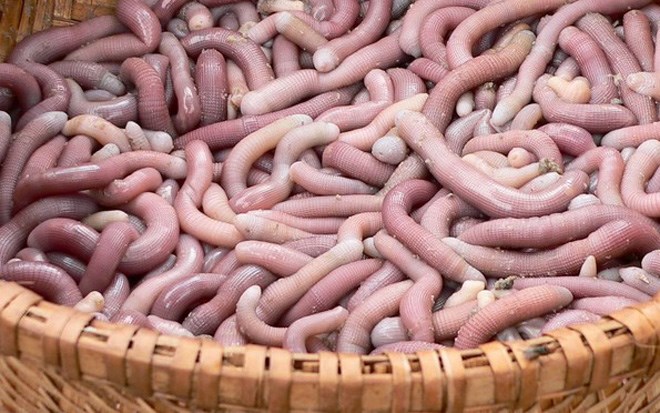 Khám Phá Đặc Sản Ruốc Sá Sùng Vân Đồn Cùng Du Lịch Hải Hà