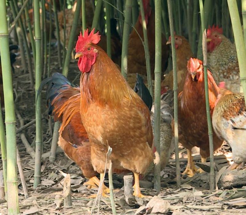 Khám Phá Hương Vị Tuyệt Vời Của Gà Tiên Yên Quay Cùng Du Lịch Hải Hà