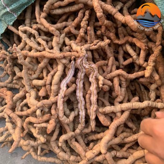 Khám Phá Sự Quyến Rũ Của Rượu Ba Kích Tím Và Những Địa Chỉ Mua Rượu Uy Tín