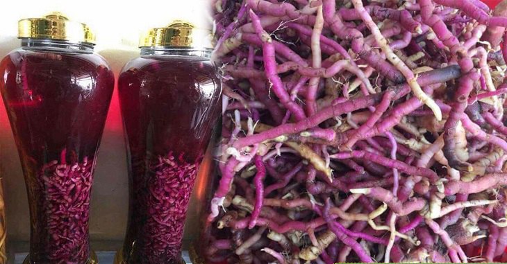 Khám Phá Sự Quyến Rũ Của Rượu Ba Kích Tím Và Những Địa Chỉ Mua Rượu Uy Tín