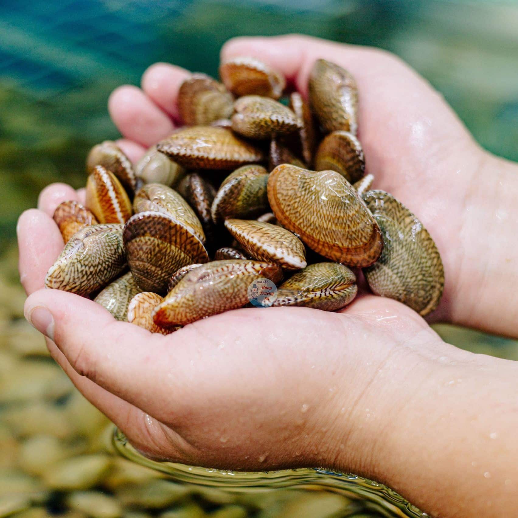 Các món đặc sản phải thử ở Hạ Long: Hành trình khám phá ẩm thực “chạm yêu” của đất biển