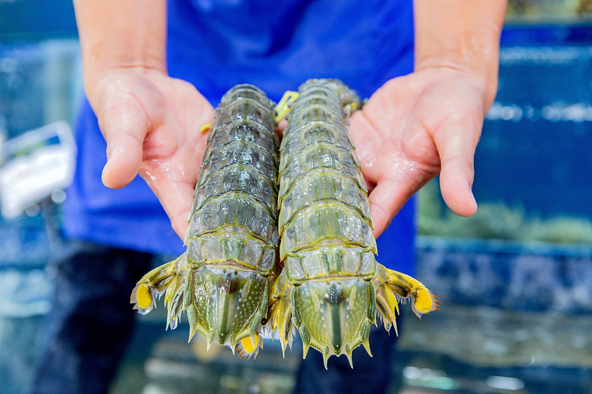 Các món đặc sản phải thử ở Hạ Long: Hành trình khám phá ẩm thực “chạm yêu” của đất biển